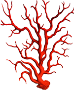 Compro corallo rosso palermo